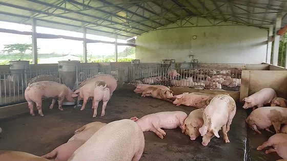 ĐBSCL tăng cường phòng chống dịch tả heo châu Phi 