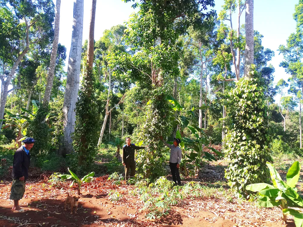 Tây Nguyên đẩy mạnh trồng rừng gỗ lớn ảnh 1
