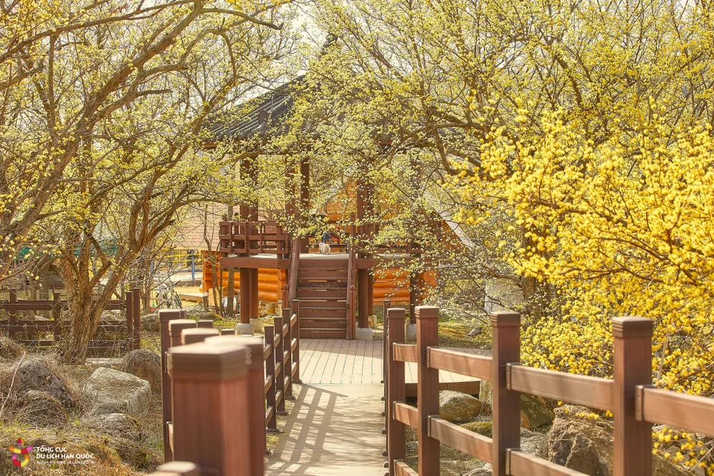 Hàn Quốc hy vọng đón hàng trăm ngàn khách Việt Nam khi du lịch phục hồi ảnh 3