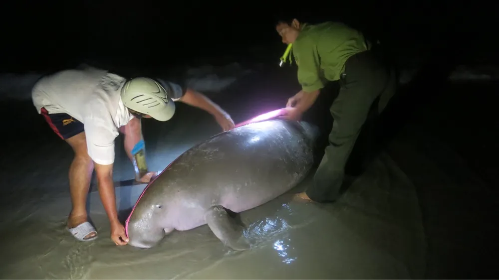 Cá thể Bò biển bị chết vào rạng sáng 3-8   