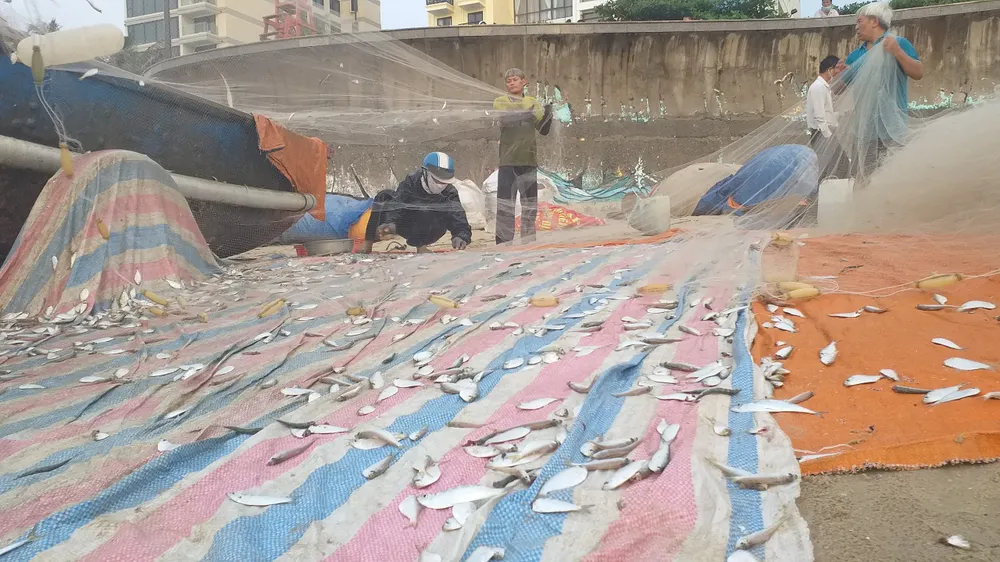 Mùa lưới cá trích ở thành phố biển Vũng Tàu ảnh 3