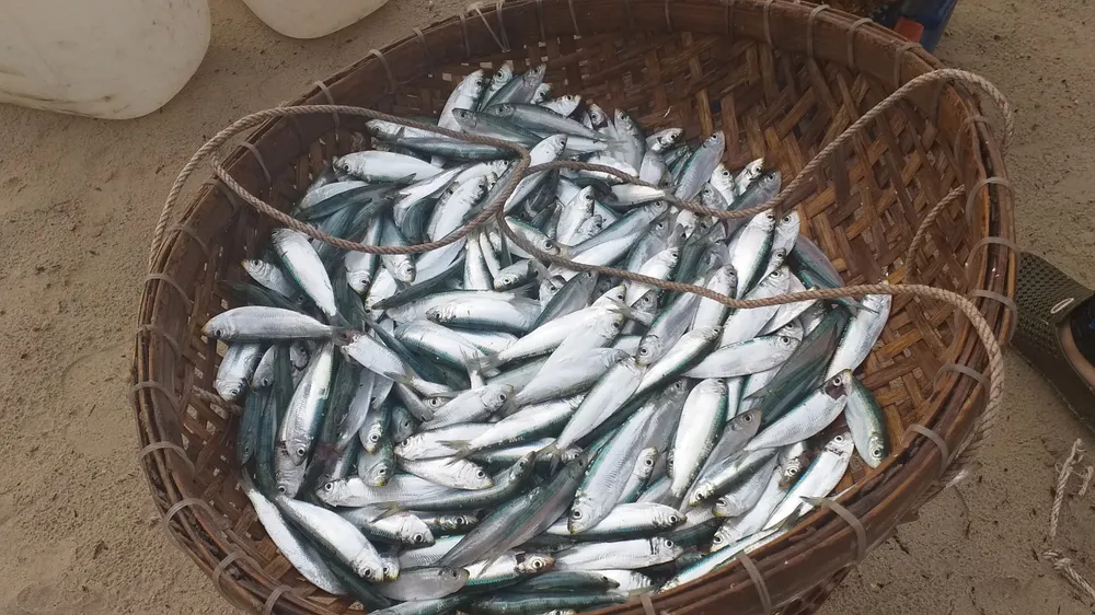 Mùa lưới cá trích ở thành phố biển Vũng Tàu ảnh 4