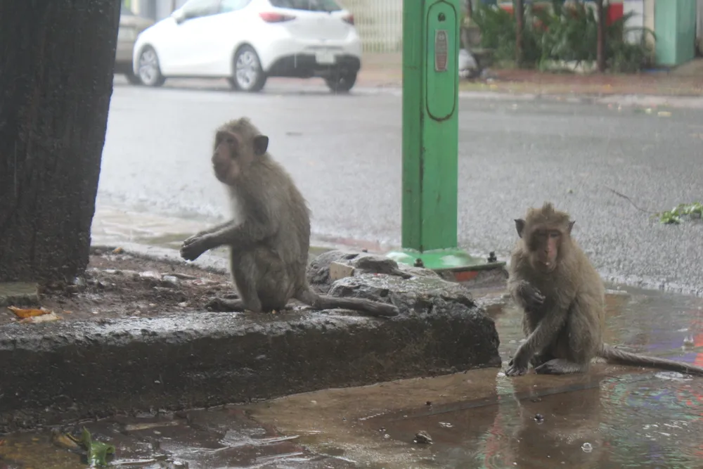 Vũng Tàu: Đàn khỉ dầm mưa xuống phố kiếm thức ăn mùa Covid-19 ảnh 3