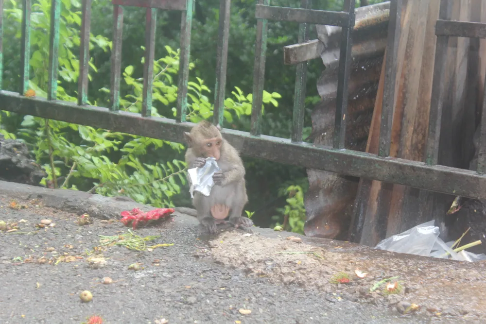 Vũng Tàu: Đàn khỉ dầm mưa xuống phố kiếm thức ăn mùa Covid-19 ảnh 5