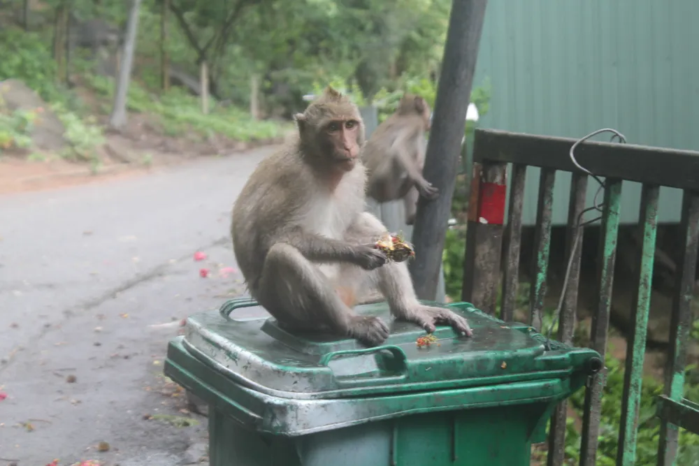 Vũng Tàu: Đàn khỉ dầm mưa xuống phố kiếm thức ăn mùa Covid-19 ảnh 4