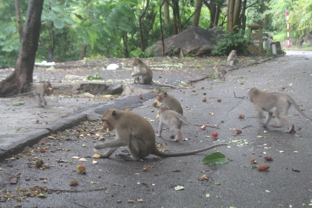 Vũng Tàu: Đàn khỉ dầm mưa xuống phố kiếm thức ăn mùa Covid-19 ảnh 8