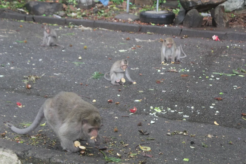 Vũng Tàu: Đàn khỉ dầm mưa xuống phố kiếm thức ăn mùa Covid-19 ảnh 7