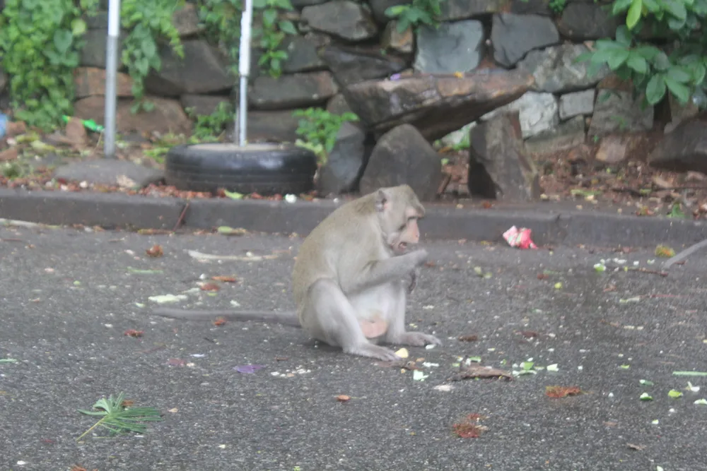 Vũng Tàu: Đàn khỉ dầm mưa xuống phố kiếm thức ăn mùa Covid-19 ảnh 6