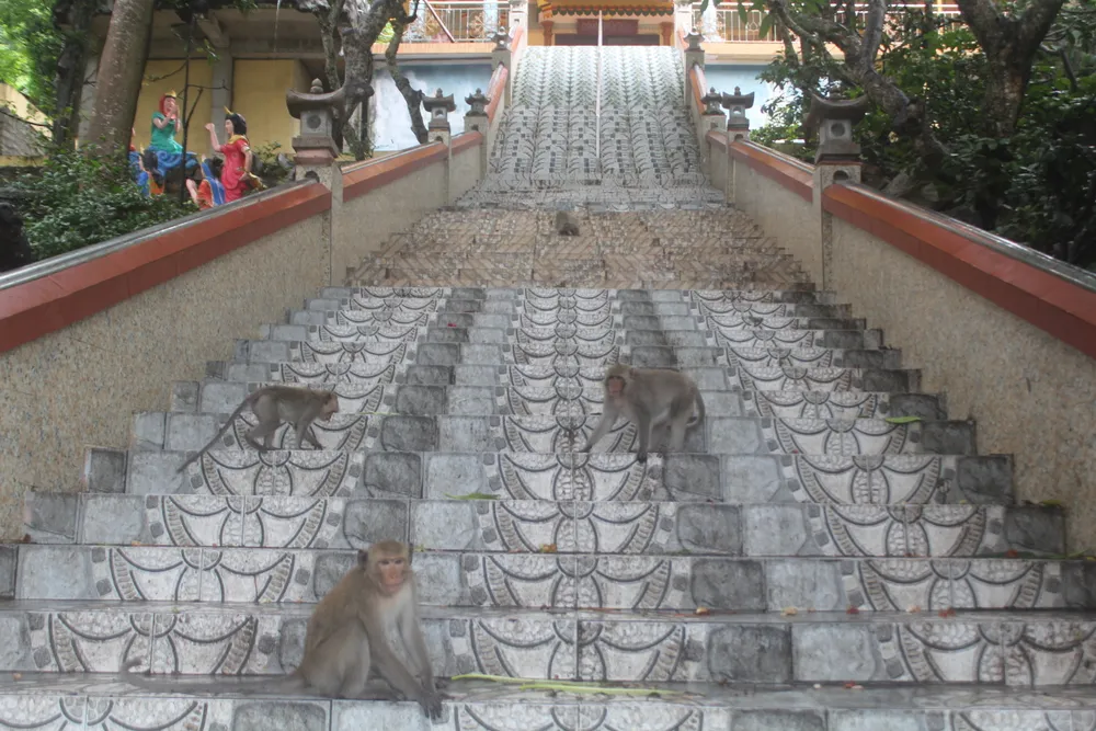 Vũng Tàu: Đàn khỉ dầm mưa xuống phố kiếm thức ăn mùa Covid-19 ảnh 9