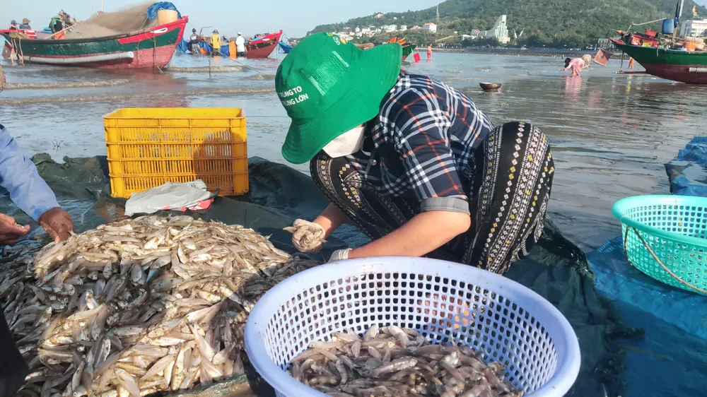 Ngư dân Vũng Tàu trúng đậm mùa cá trích ảnh 11