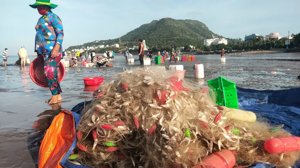 Ngư dân Vũng Tàu trúng đậm mùa cá trích ảnh 12