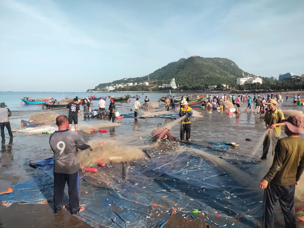 Ngư dân Vũng Tàu trúng đậm mùa cá trích ảnh 13