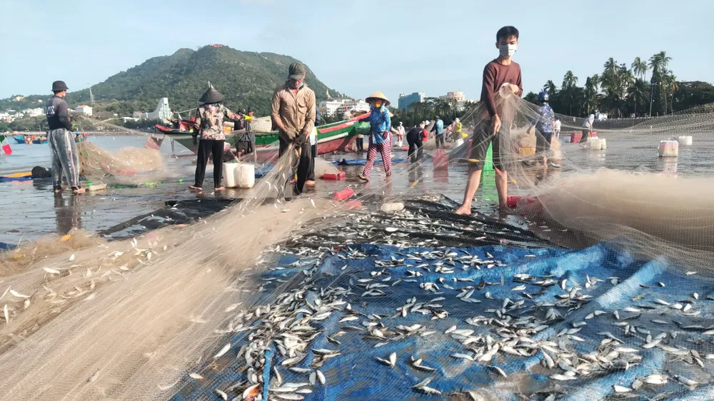 Ngư dân Vũng Tàu trúng đậm mùa cá trích ảnh 10