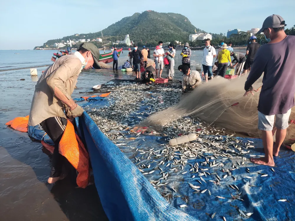 Ngư dân Vũng Tàu trúng đậm mùa cá trích ảnh 1