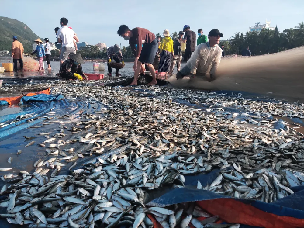 Ngư dân Vũng Tàu trúng đậm mùa cá trích ảnh 5