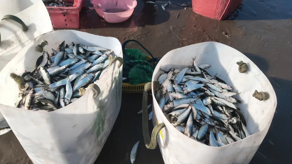 Ngư dân Vũng Tàu trúng đậm mùa cá trích ảnh 3