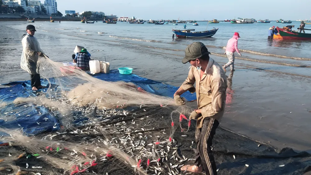 Ngư dân Vũng Tàu trúng đậm mùa cá trích ảnh 2