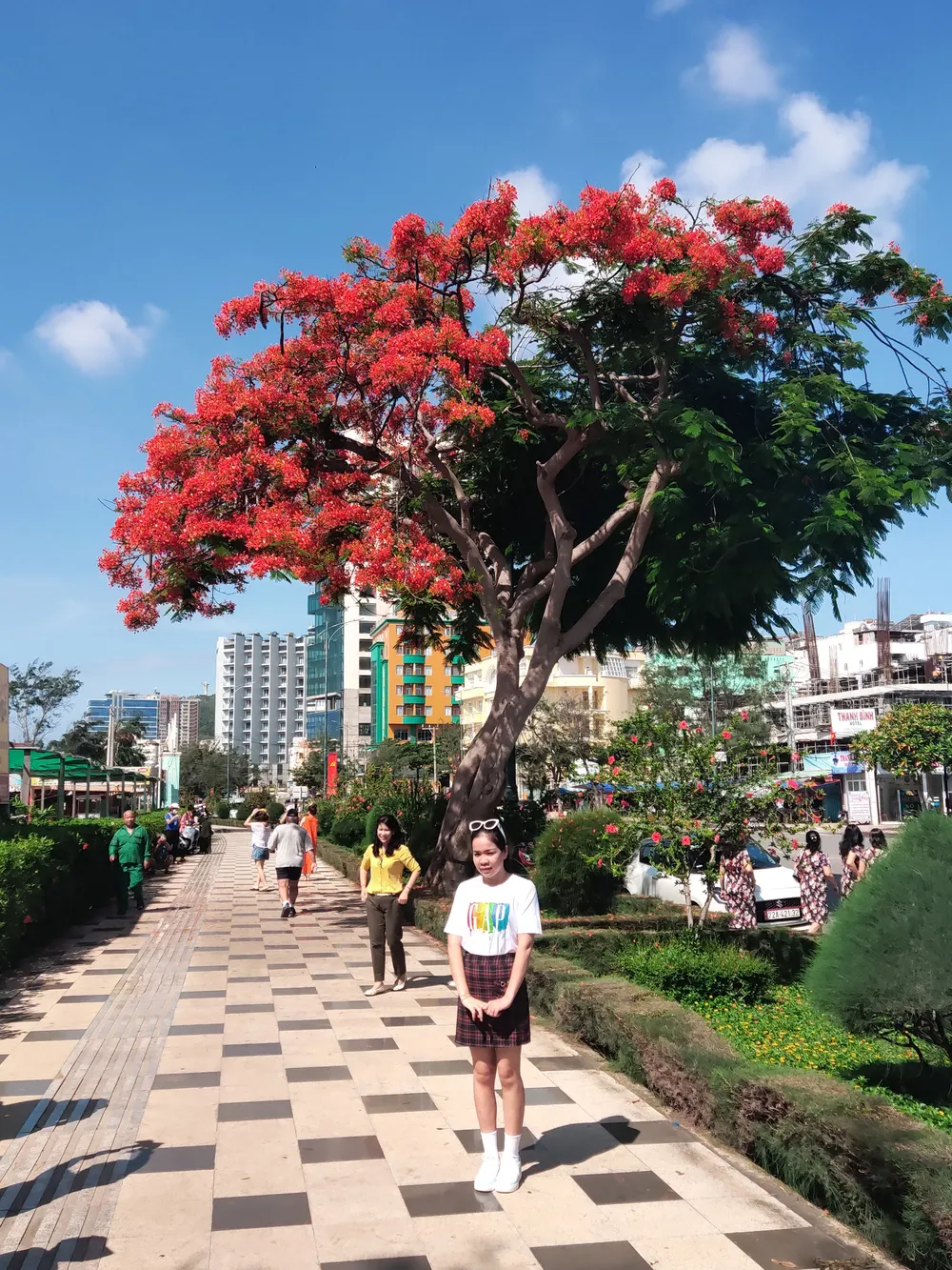 Du khách chen chân check-in cây phượng “lạ” ở Vũng Tàu ảnh 2