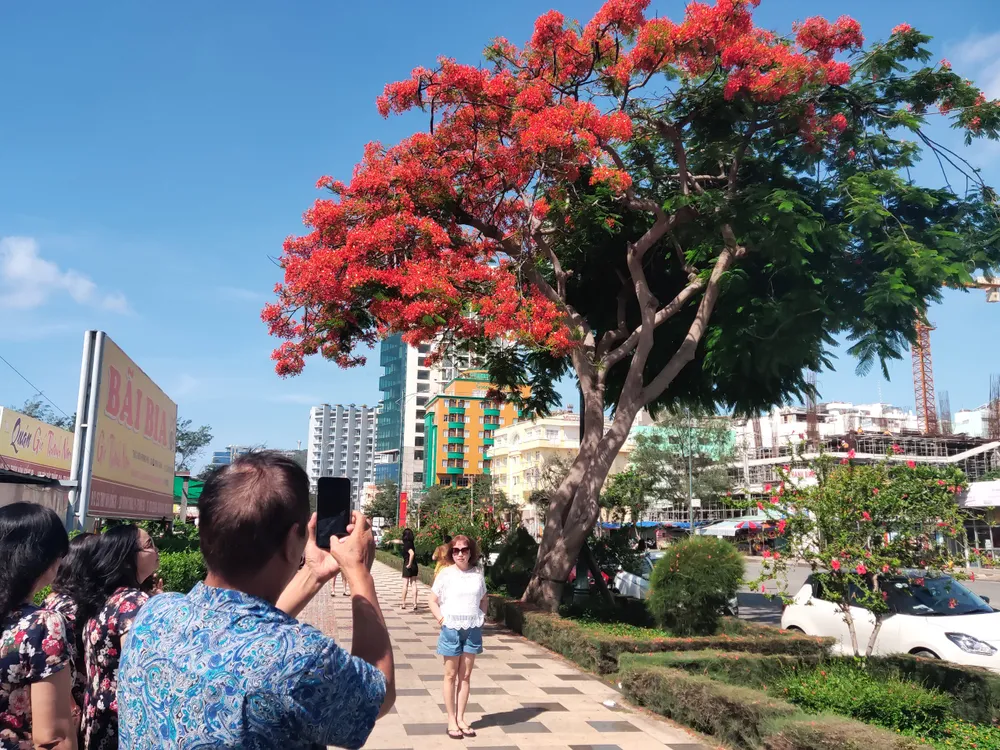 Du khách chen chân check-in cây phượng “lạ” ở Vũng Tàu ảnh 3