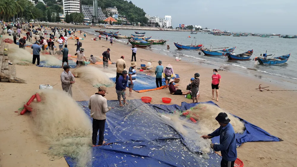 Ngư dân Vũng Tàu trúng đậm mùa cá mai ảnh 2