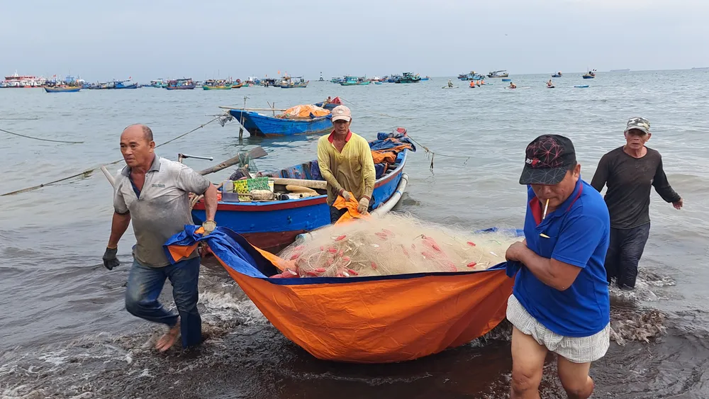 Ngư dân Vũng Tàu trúng đậm mùa cá mai ảnh 1