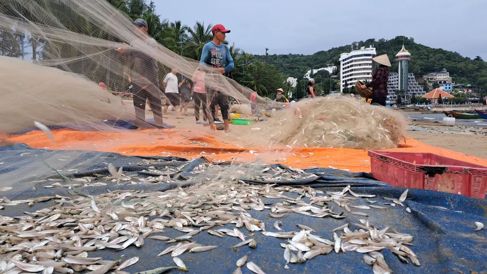 Ngư dân Vũng Tàu trúng đậm mùa cá mai ảnh 3