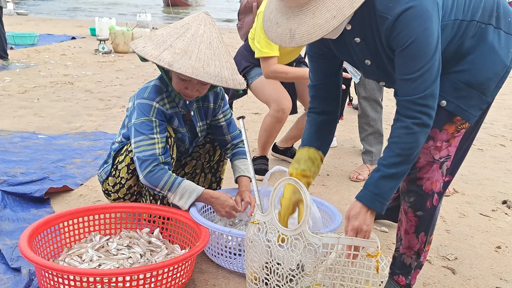 Ngư dân Vũng Tàu trúng đậm mùa cá mai ảnh 6