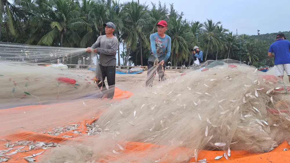 Ngư dân Vũng Tàu trúng đậm mùa cá mai ảnh 4