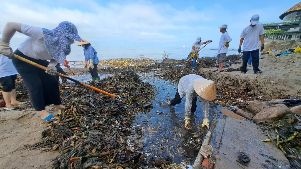 Người dân TP Vũng Tàu chung tay gom rác biển Người dân TP Vũng Tàu chung tay gom rác biển