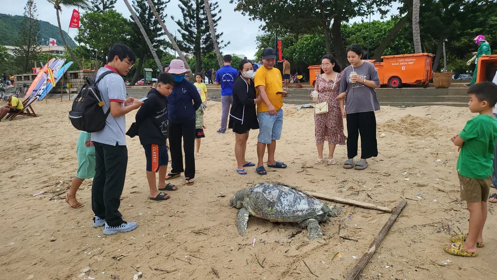 Xác vích được phát hiện tại khu vực bờ biển Bãi Trước, TP Vũng Tàu