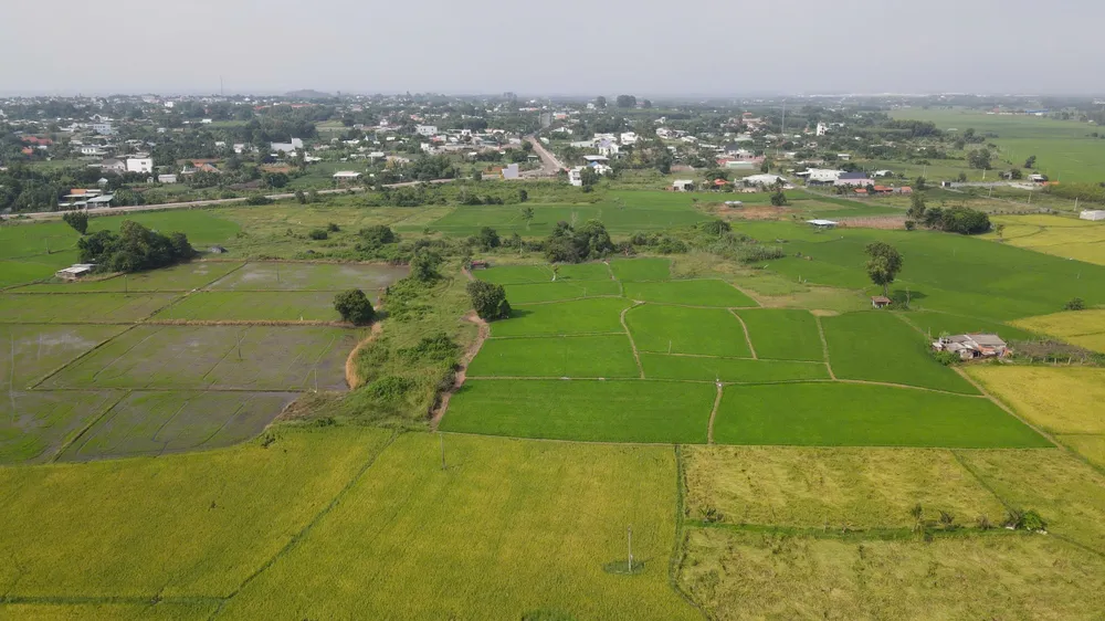 Cánh đồng lúa xanh mướt ở huyện Long Đất, tỉnh Bà Rịa - Vũng Tàu.jpg