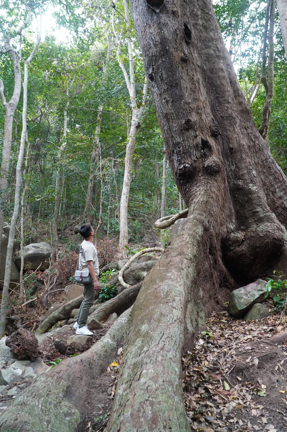 Cây Sao Đen hơn 230 tuổi mới được công nhận là cây di sản cũng được nhiều khách tìm đến thăm.JPG
