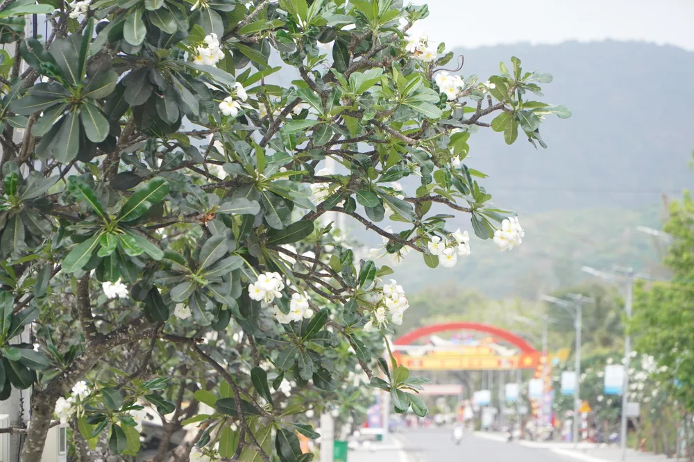 Hoa sứ nở rộ trên đường vào nghĩa trang Hàng Dương.JPG