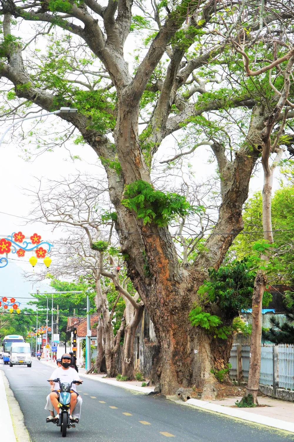 Một cây me cổ thụ trên đường Nguyễn Huệ tỏa bóng mát.jpg