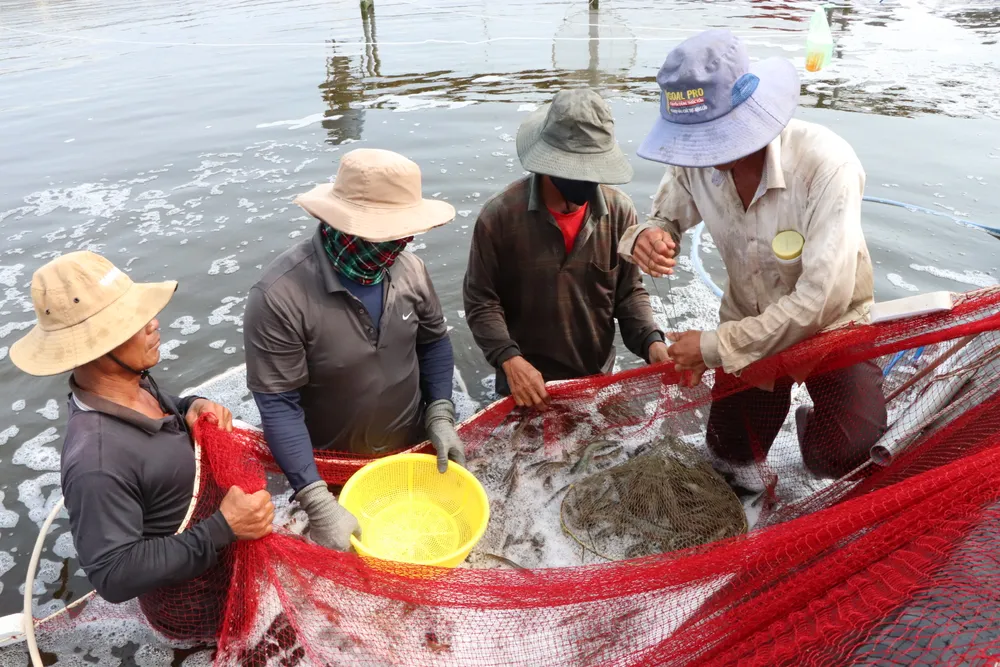 Nông dân xã Long Điền, TPHCM phấn khởi vì tôm được mùa, được giá