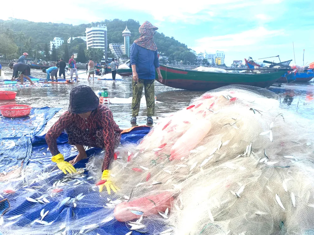 Ngư dân Vũng Tàu bội thu cá trích cuối vụ