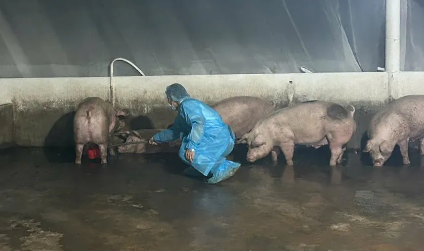Cơ sở chăn nuôi heo tại phường Trị An, TP Đồng Nai. Ảnh: CTV