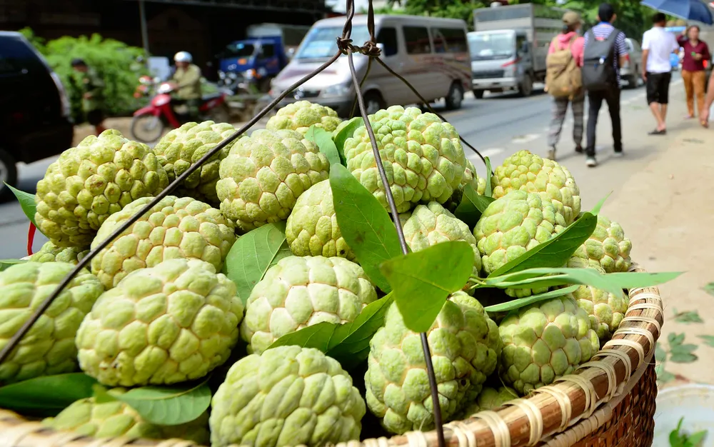 Mãng cầu Chi Lăng nhộn nhịp vào mùa thu hoạch ảnh 10