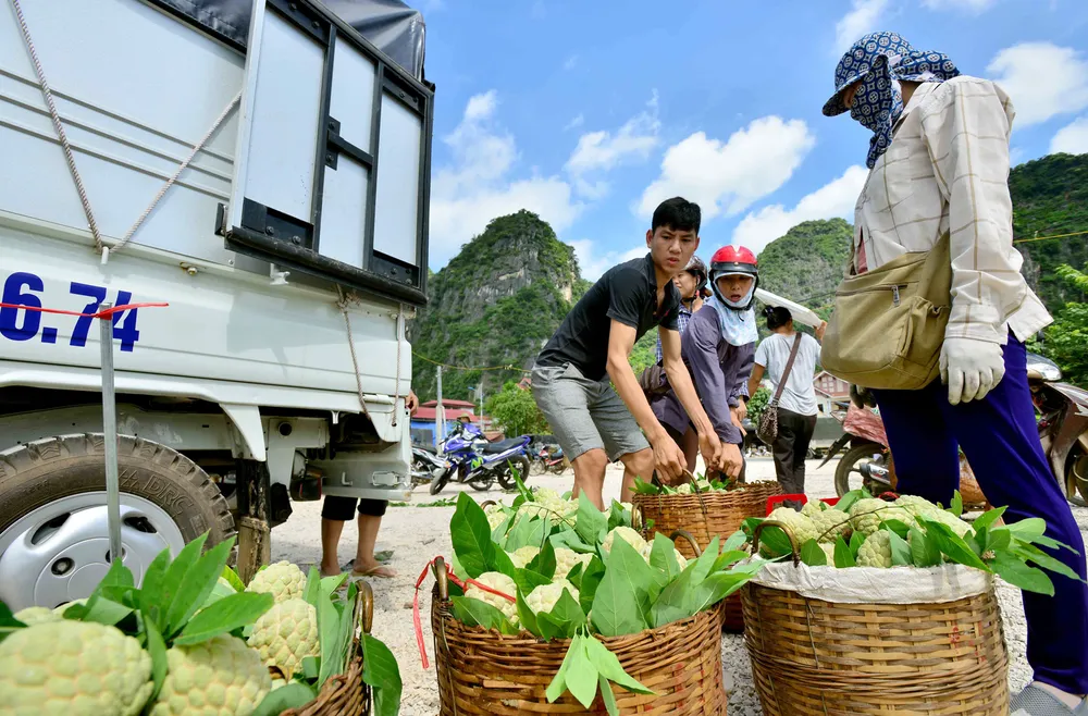 Mãng cầu Chi Lăng nhộn nhịp vào mùa thu hoạch ảnh 12