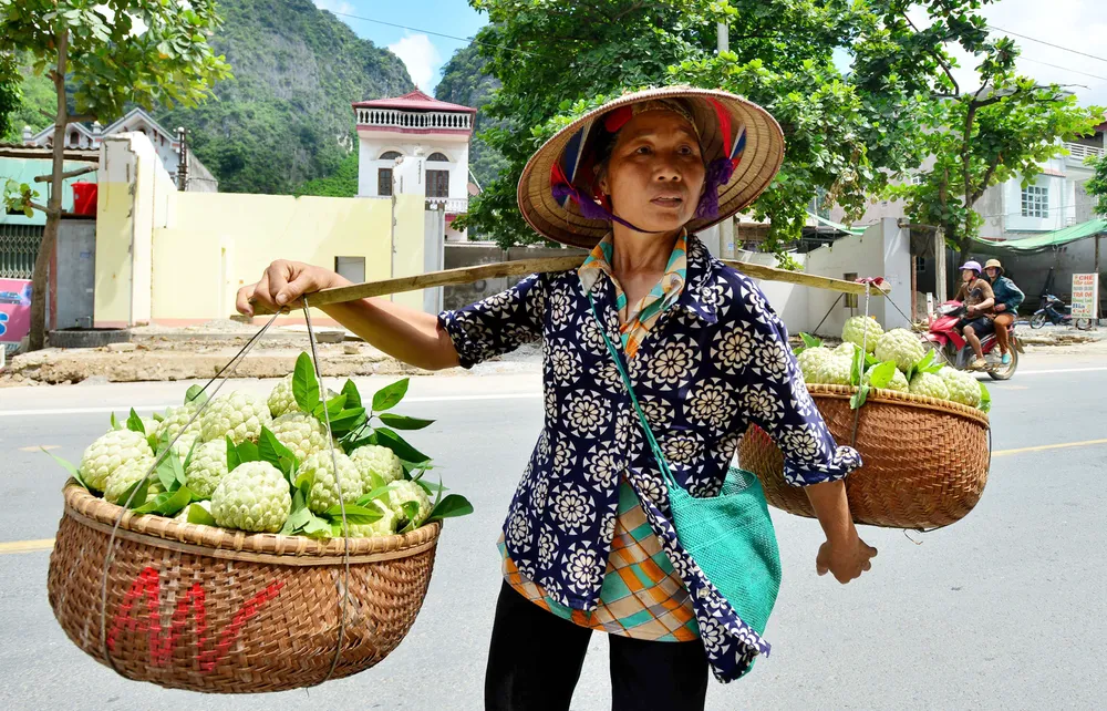 Mãng cầu Chi Lăng nhộn nhịp vào mùa thu hoạch ảnh 8