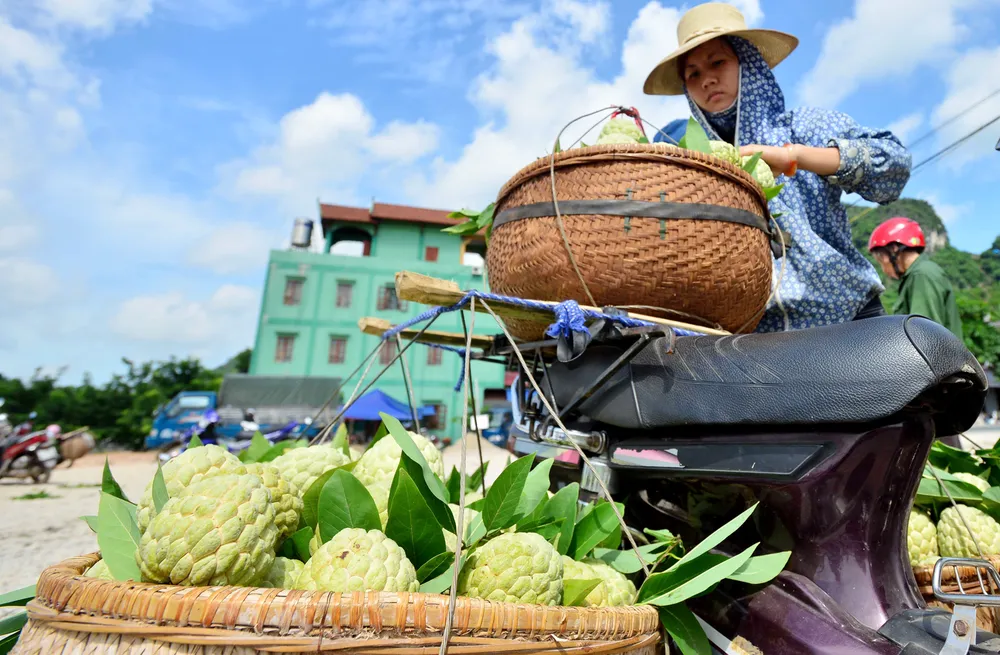 Mãng cầu Chi Lăng nhộn nhịp vào mùa thu hoạch ảnh 11