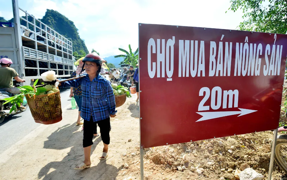 Mãng cầu Chi Lăng nhộn nhịp vào mùa thu hoạch ảnh 4