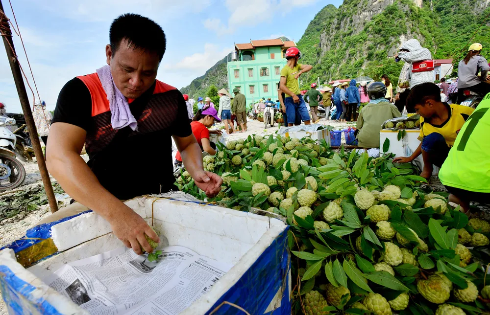 Mãng cầu Chi Lăng nhộn nhịp vào mùa thu hoạch ảnh 7