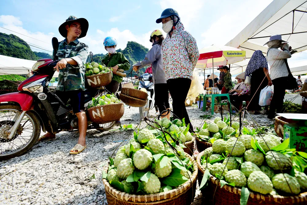 Mãng cầu Chi Lăng nhộn nhịp vào mùa thu hoạch ảnh 2