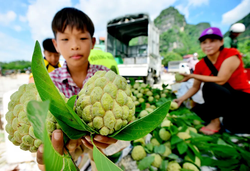 Mãng cầu Chi Lăng nhộn nhịp vào mùa thu hoạch ảnh 5