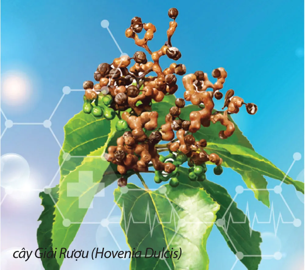 Hoạt chất làm giảm nồng độ cồn  trong máu chỉ sau 30 phút ảnh 1