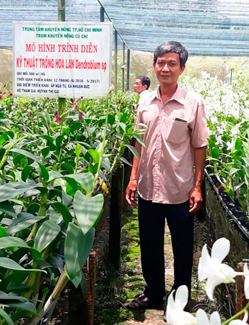 Thu nhập hơn 15 triệu đồng/tháng từ vườn lan Denrobium ảnh 1