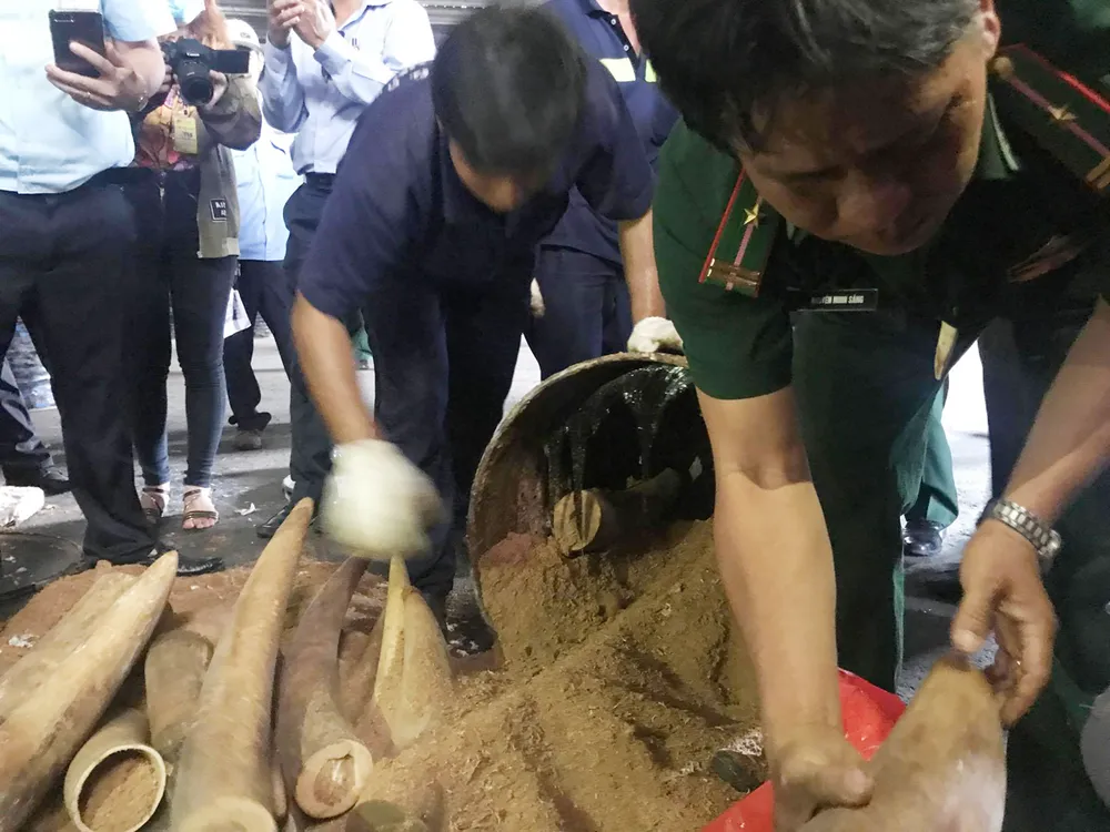 VIDEO: Phát hiện hàng trăm kg ngà voi tại cảng Cát Lái ảnh 1