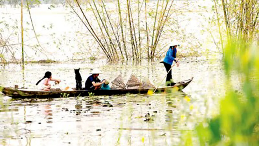 Mùa điên điển trổ bông ảnh 2