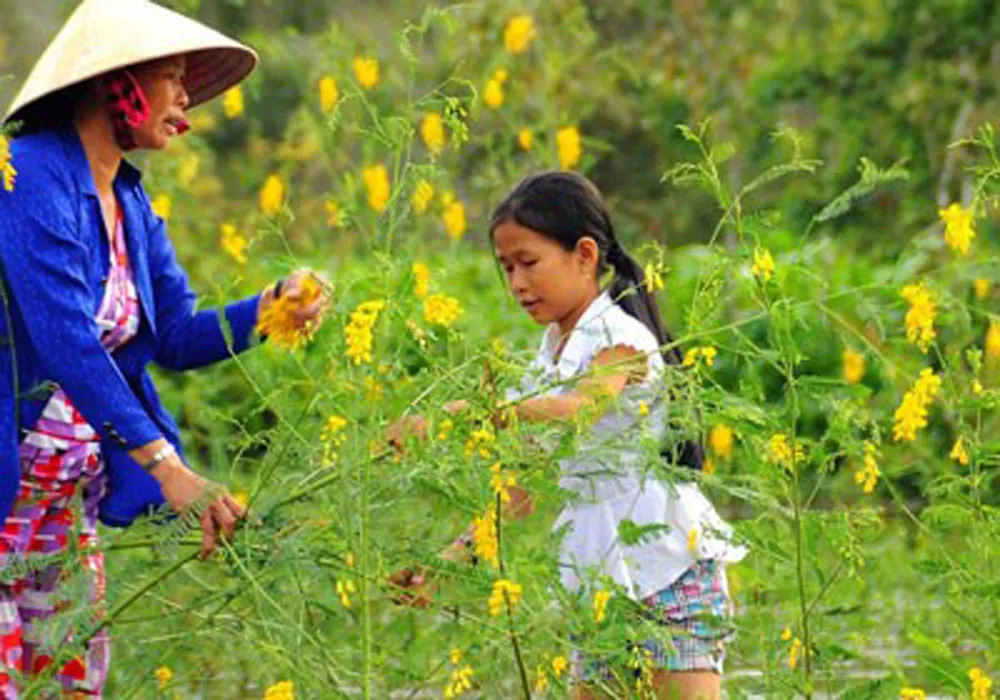 Mùa điên điển trổ bông ảnh 1